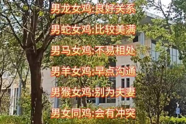 2005年属什么生肖配对最好,2005年属鸡的属相婚配表