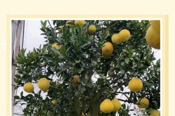 房子屋顶能种柚子树吗风水