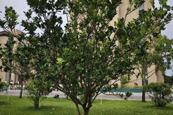 房子屋顶能种柚子树吗风水