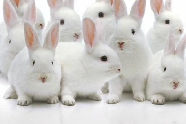 兔子八字腿 兔子八字腿