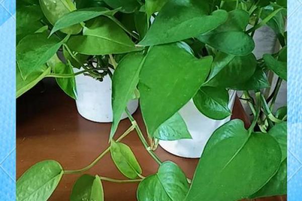 养绿萝风水