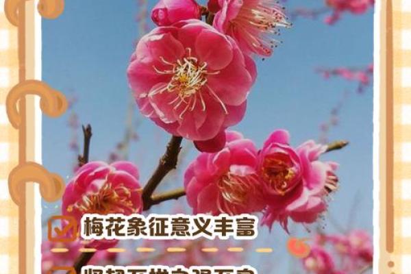 关于梅花的寓意和象征风水 关于梅花的寓意和象征风水