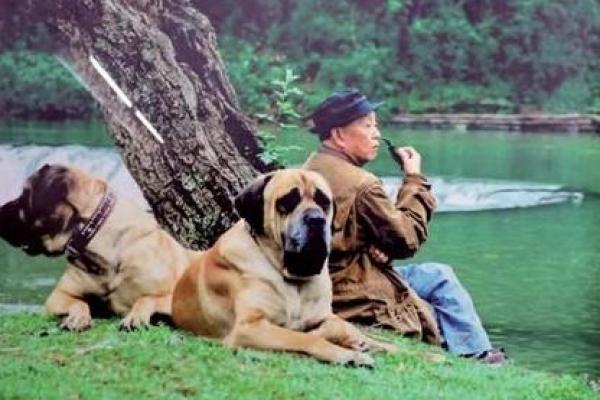 算命先生牛和猴配吗