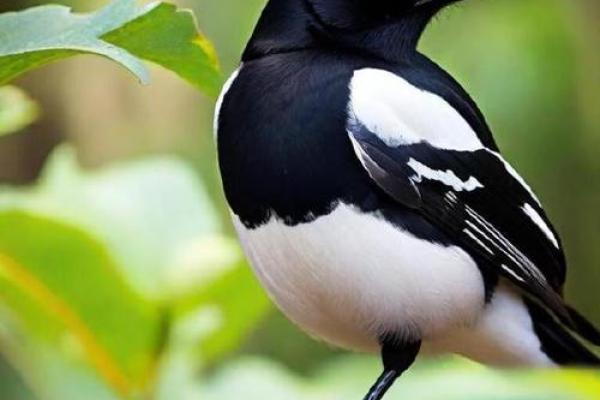 看到喜鹊为什么不吉利风水观点