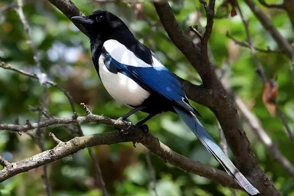 看到喜鹊为什么不吉利风水观点