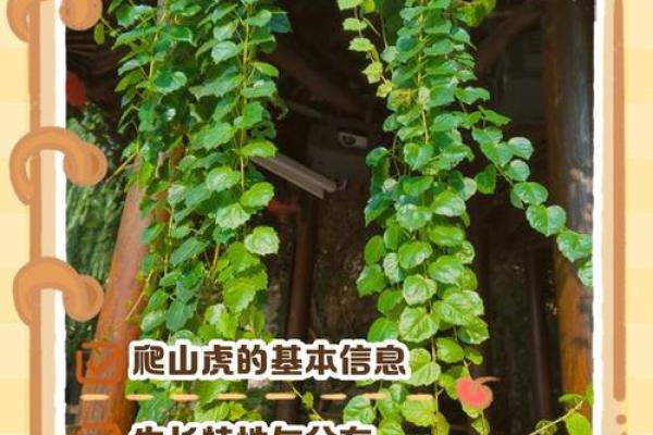 爬山虎的风水 爬山虎的风水