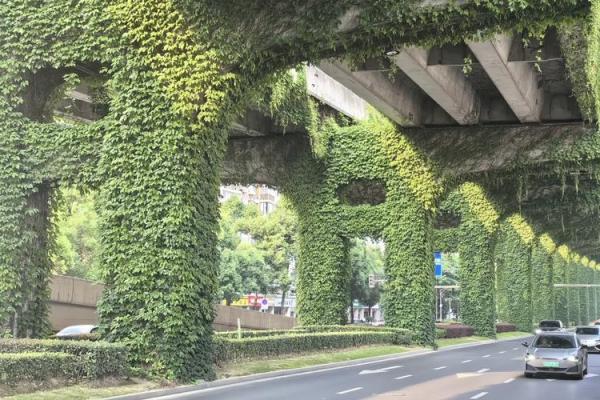 爬山虎的风水 爬山虎的风水