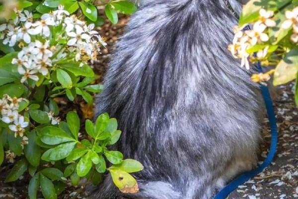 养黄猫的风水 家里养二只猫风水好不好