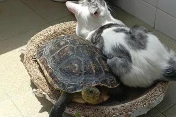 养黄猫的风水 家里养二只猫风水好不好