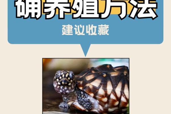 风水上养龟为什么不能养双,有这说法吗- 风水上养龟为什么不能养双,有这说法吗-