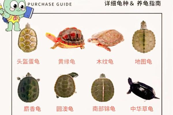 风水上养龟为什么不能养双,有这说法吗- 风水上养龟为什么不能养双,有这说法吗-