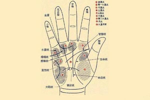 怎么看手相算命？只看男左女右对吗？