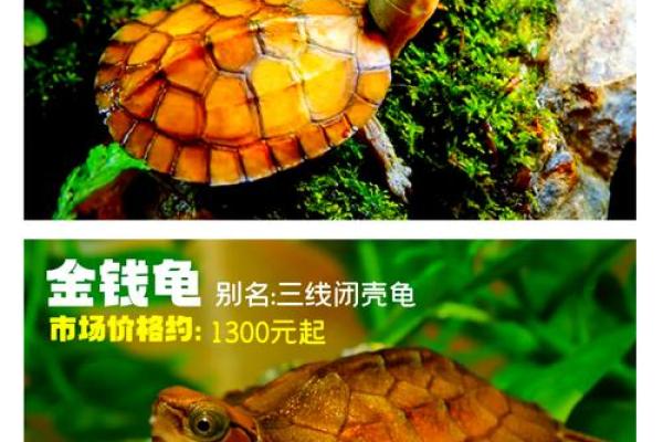 养多少只龟 养龟风水 养几只龟好 养多少只龟 养龟风水 养几只龟好