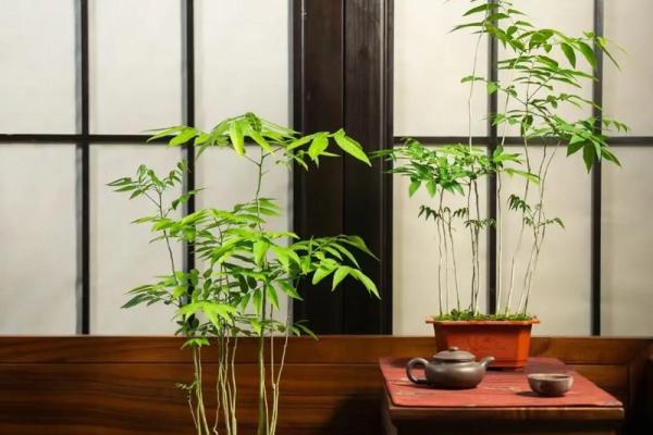 菩提树与家的风水