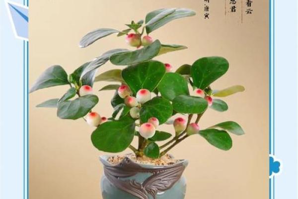 菩提树与家的风水