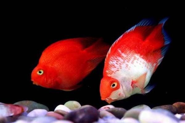 属鸡的家里养什么样子的风水鱼好？