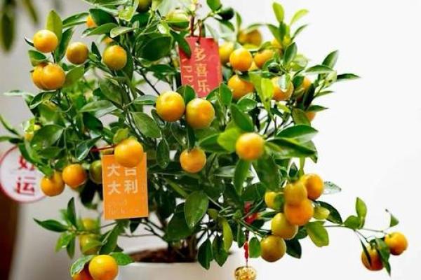 植物风水也有重要作用 推荐几种旺宅的植物