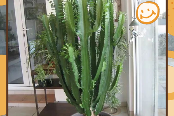 植物风水也有重要作用 推荐几种旺宅的植物