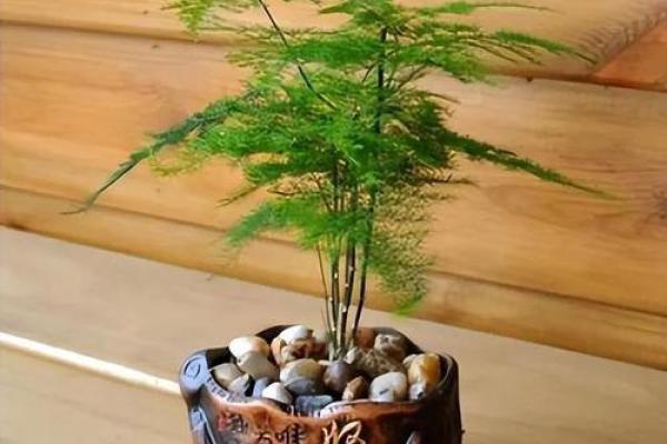 房子西边适合种什么植物风水好