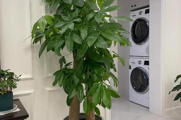 房子西边适合种什么植物风水好