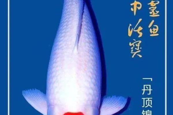 风水观点养鱼养几条旺财风水