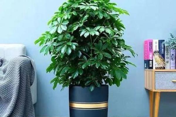 生肖属兔求财财神放哪个方向 养什么植物最旺财