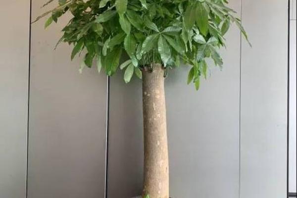 怎样养出富贵吉祥的好风水
