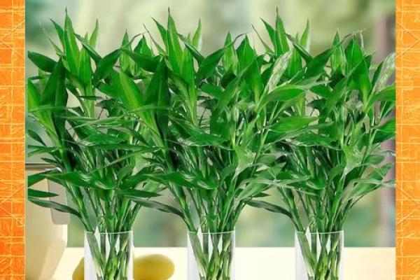 富贵竹究竟摆放在什么方位好呢