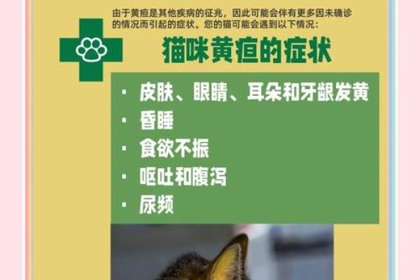 八字肚残疾病原因及预防措施推荐