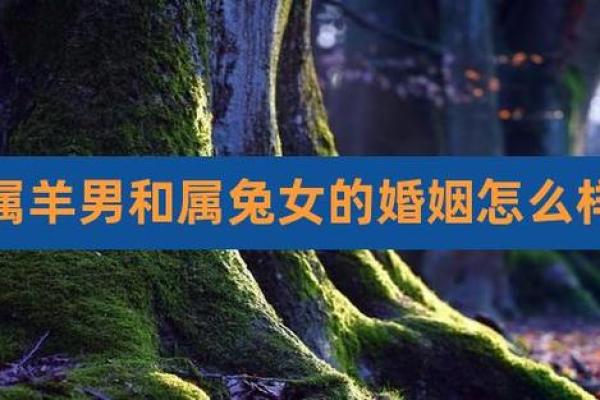 女羊男兔生肖配对姻缘 属羊女与属兔男婚姻配对详解