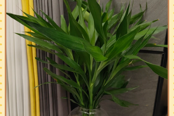 家里装修放什么植物，对风水好