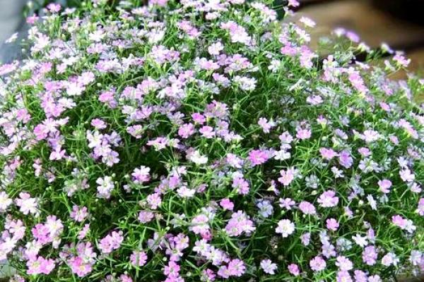 花类百科：和满天星很像的花都有哪些