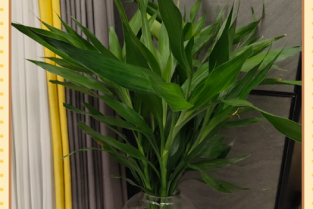 家里装修放什么植物，对风水好