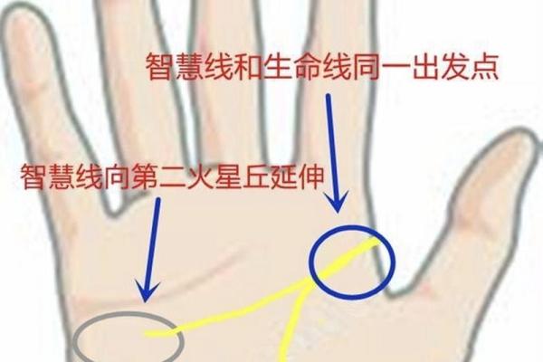 《手相学习百科》：智慧线