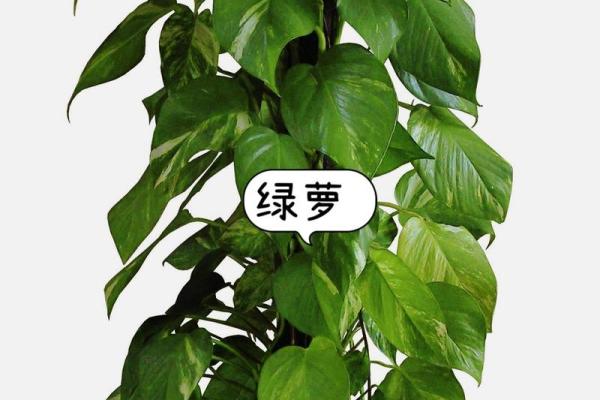 庭院花草的摆放和种类对风水有什么影响