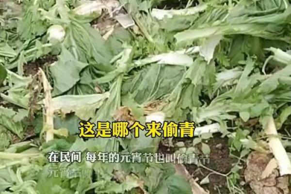元宵节有趣风俗 偷菜,偷青菜是什么节日