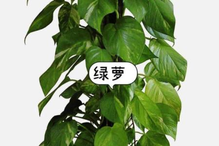 庭院花草的摆放和种类对风水有什么影响