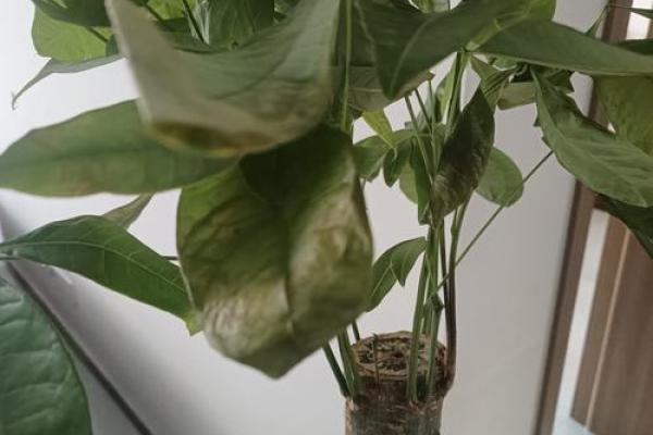 买了发财树，不要把方位摆错了