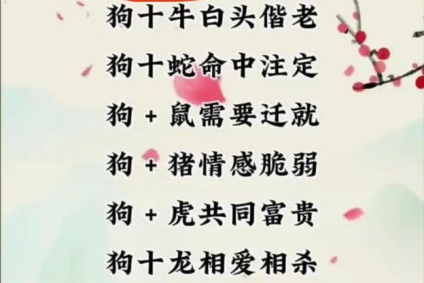 属龙和属狗适合做夫妻吗 配对有什么缺点