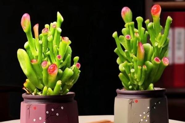 阳台植物摆放旺财风水