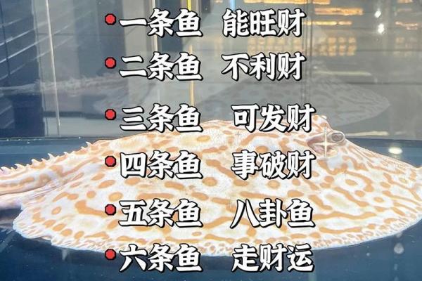 横财风水财位，财位并非要养鱼