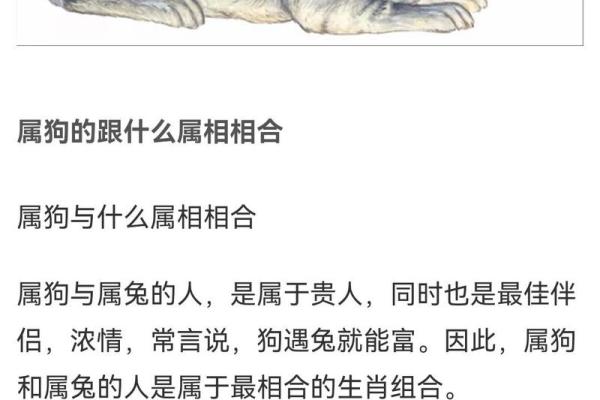生肖兔和兔的配对是否适合
