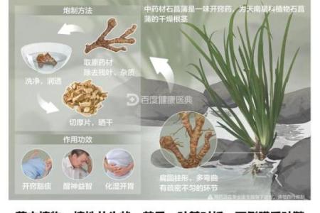 唐菖蒲在风水中有何作用