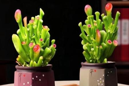 阳台植物摆放旺财风水