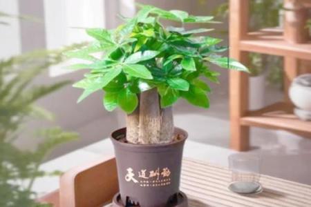 客厅风水摆件旺财运及禁忌
