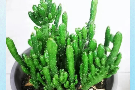 聚财风水_招财手花有什么好处
