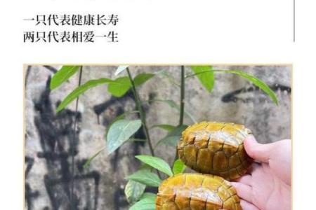 乌龟找财位,乌龟放在哪个方位旺财