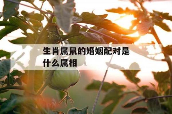 属鼠人姻缘配对 属鼠的人姻缘怎么样？