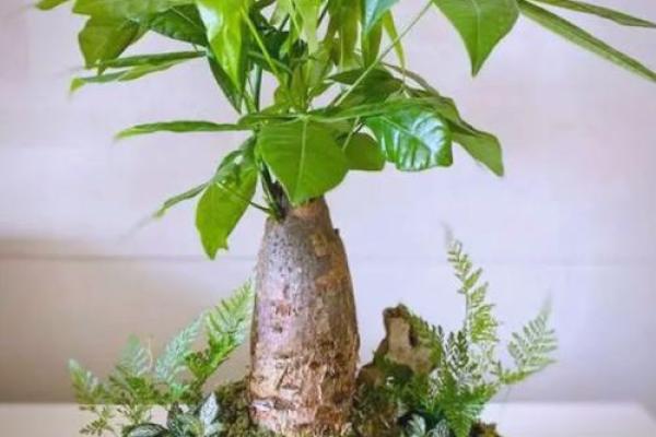 房子周围栽树风水