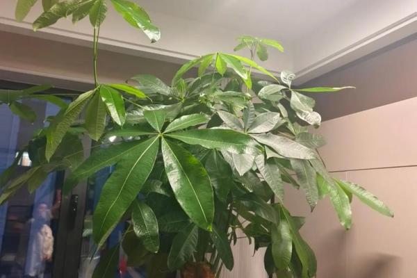 买了“发财树”，别把方位摆错